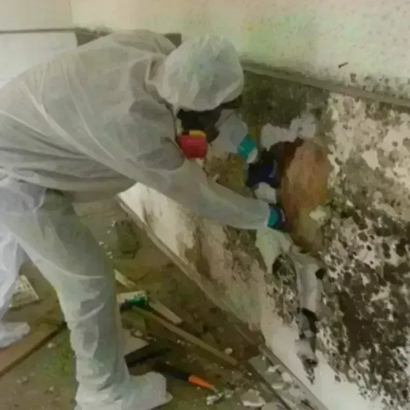 Mold Remediation and Removal in Clifton, AZ